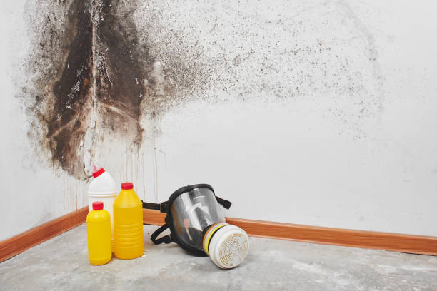 Best Professional Mold Removal  in Palmyra, NJ