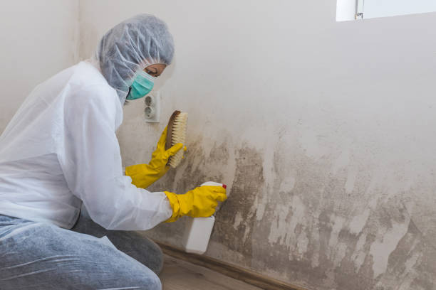 Best Toxic Mold Removal  in Palmyra, NJ