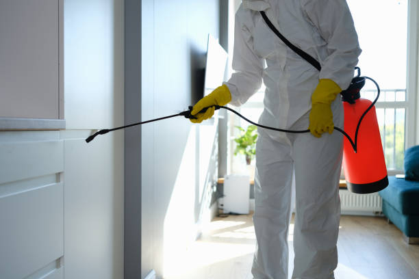 Professional Mold Removal in Palmyra, NJ