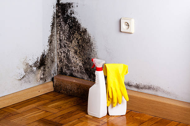 Best Mold Damage Repair  in Palmyra, NJ